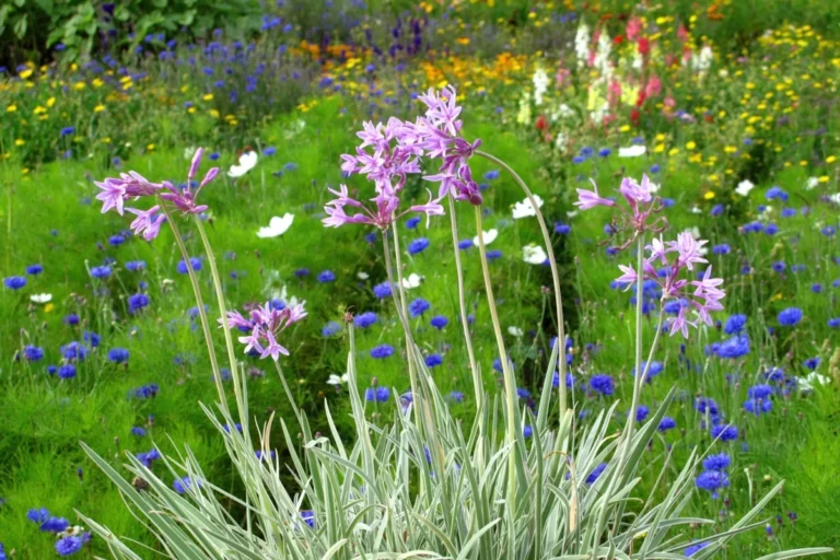 Plantes originales 1 Ail-Afrique-du-sud