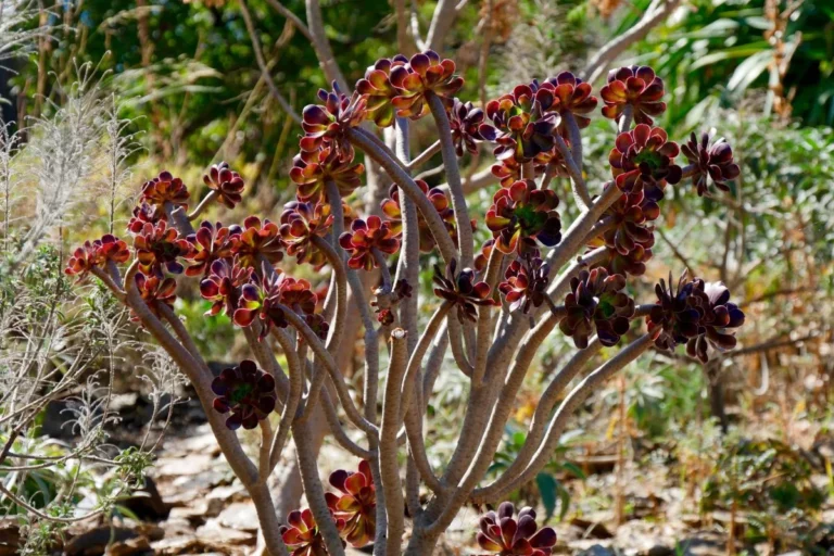 Plantes originales 4 Chou-en-arbre-pourpre