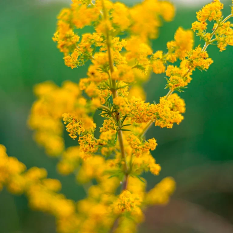 Plantes originales 5 Cratère-du-lait
