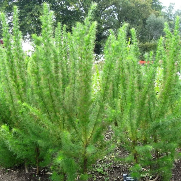 Plantes originales 7 Eupatoire-capillaire