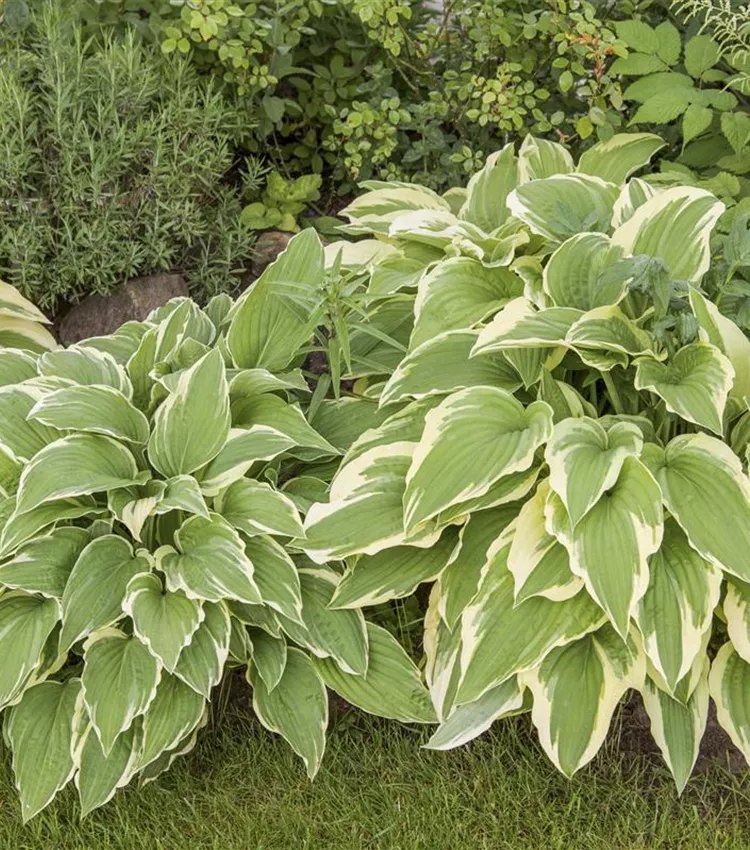 Plantes originales 8 Funkia