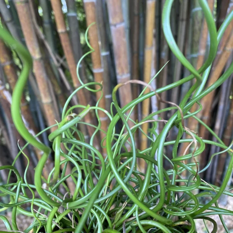 Plantes originales 11 Jonc-spiralé
