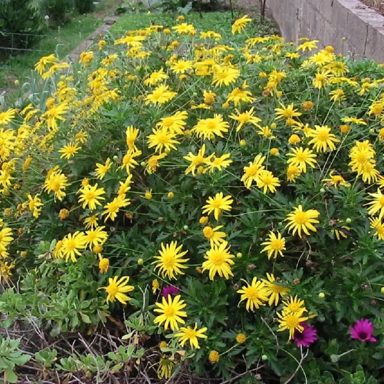 Plantes originales 12 Marguerite-de-la-savane