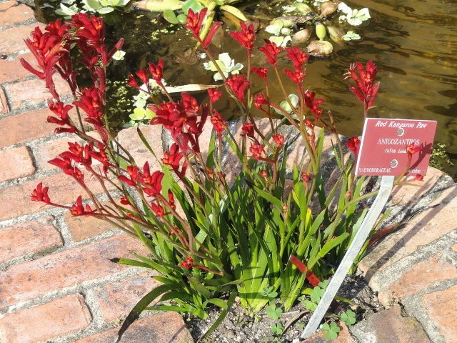 Plantes originales 15 Patte-de-Kangourou