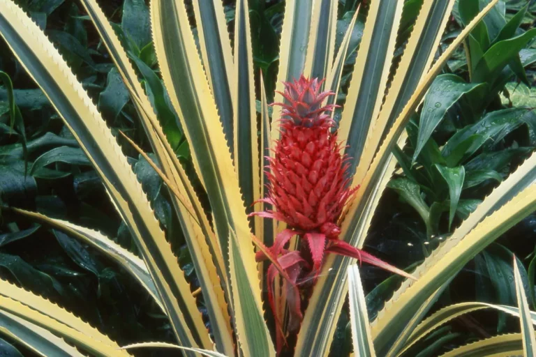 Plantes originales 16 Plante-ananas