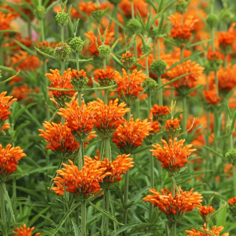 Plantes originales 17 Queue-de-lion