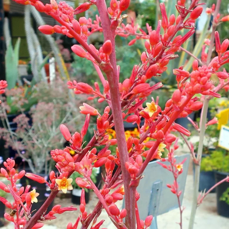 Plantes originales 18 Yucca-corail