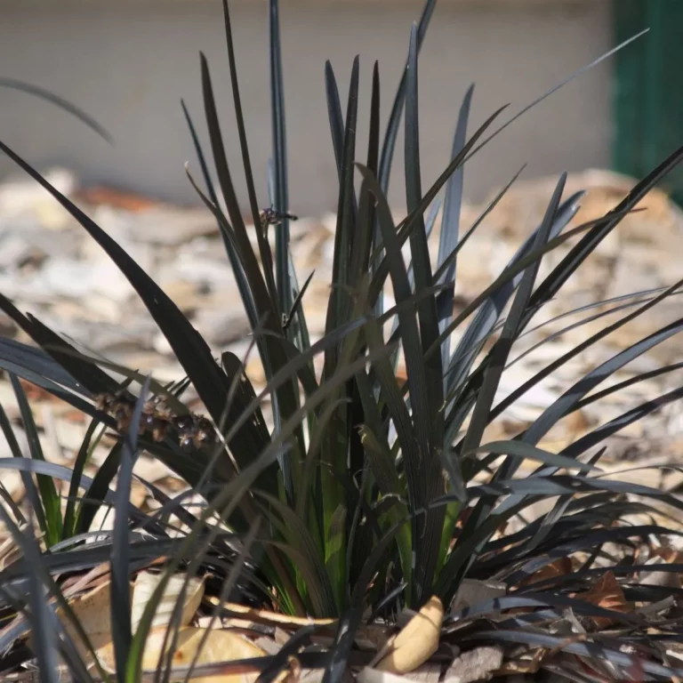 Plantes originales 3 barbe-de-serpent