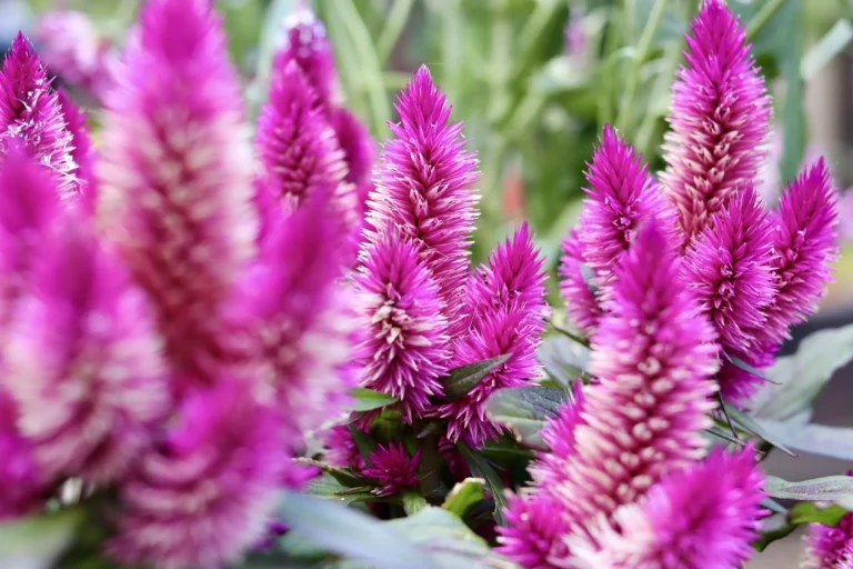 Plantes originales 6 crete-de-coq