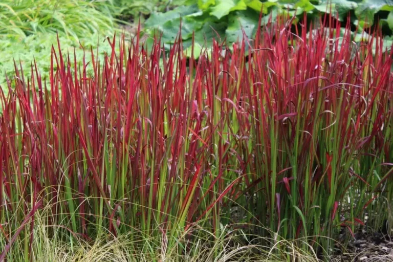 Plantes originales 9 Herbe-De-Sang-Japonaise