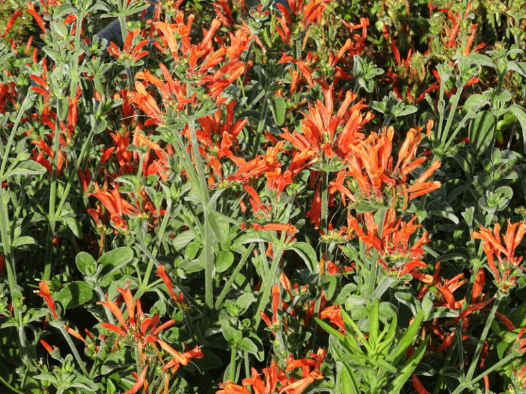Plantes originales 10 jacobinia