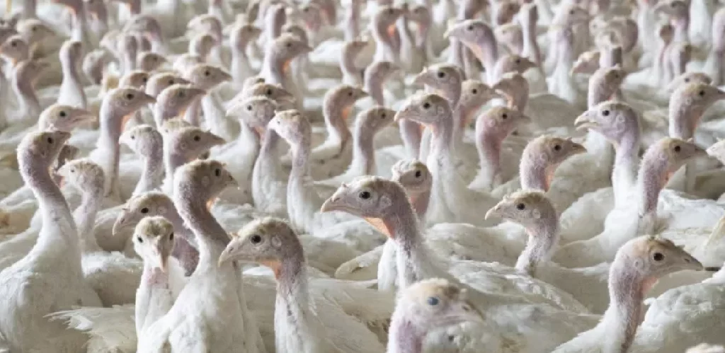 mairie choisyleroi grippe aviaire