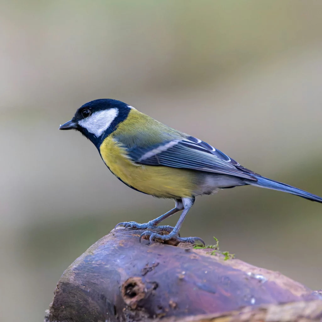 mairie choisyleroi mediatheques atelier ornithologie oiseaux de ville avril 2026